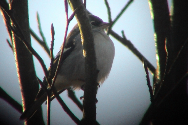 10 december 2003, Vermoedelijke Atlasvink, Haren_2