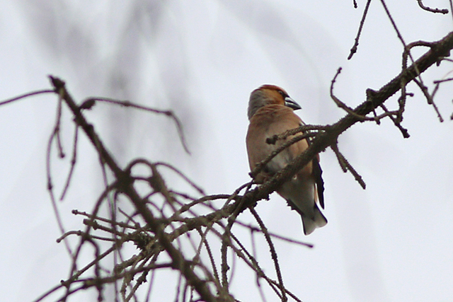 18 mei 2024, Appelvink, Drents-Friese Wold - Berkenheuvel