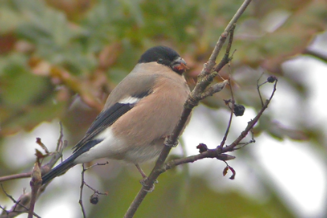 27 november 2005, Goudvink, Fochteloerveen