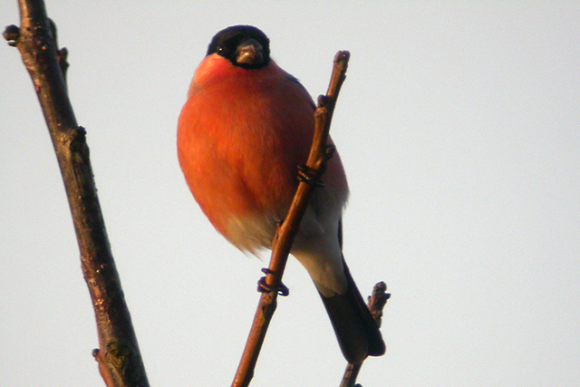 18 januari 2006, Goudvink, Fl22