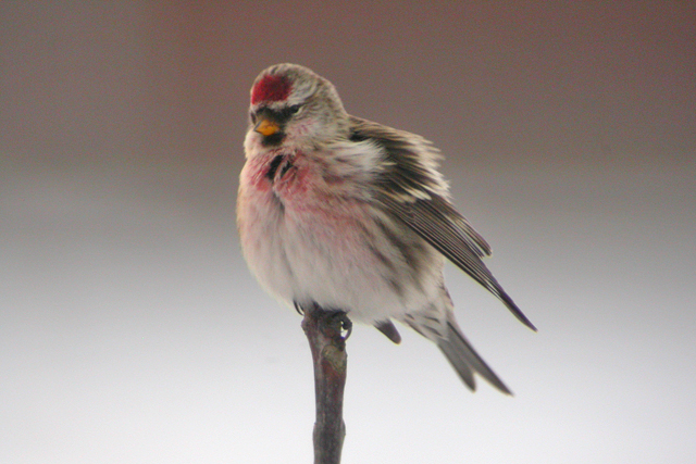 27 december 2005, Grote Barmsijs, FL22