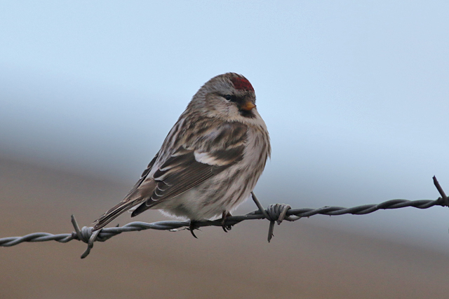 4 februari 2018, Grote Barmsijs, 01_Arnhem