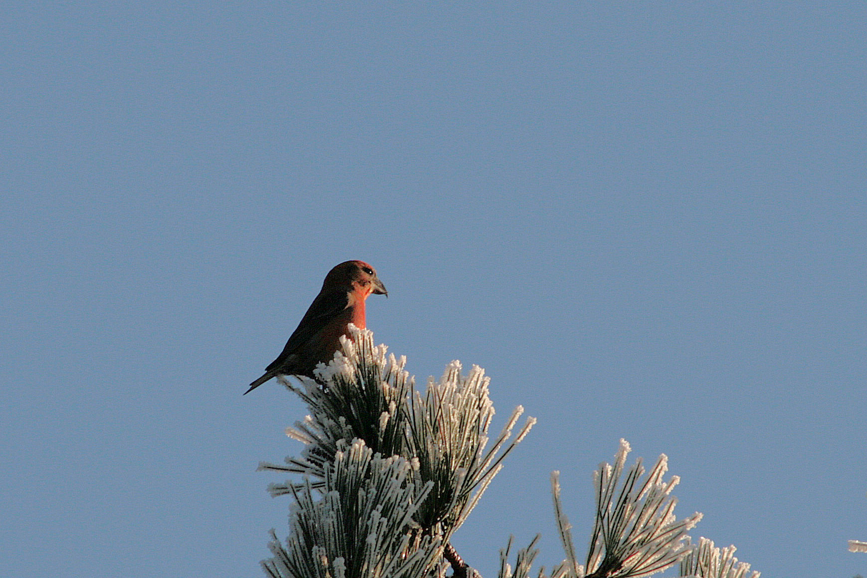 22 december 2007, Grote kruisbek, Schoorl_1