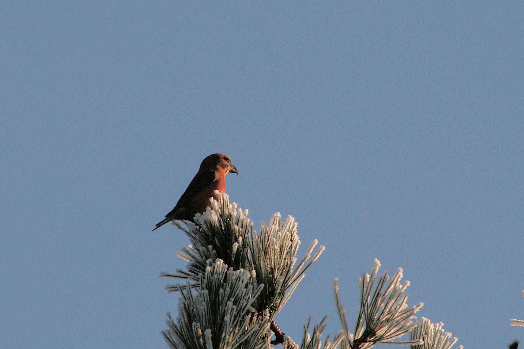 22 december 2007, Grote kruisbek, Schoorl_2