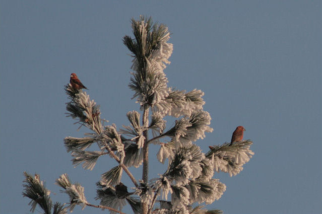 22 december 2007, Grote kruisbek, Schoorl_3