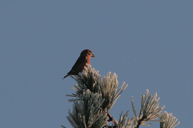 22 december 2007, Grote kruisbek, Schoorl_4
