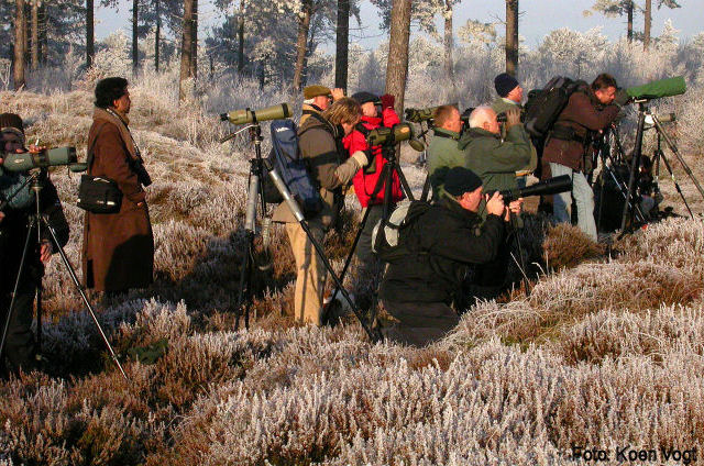 22 december 2007, Grote kruisbek, Schoorl_5