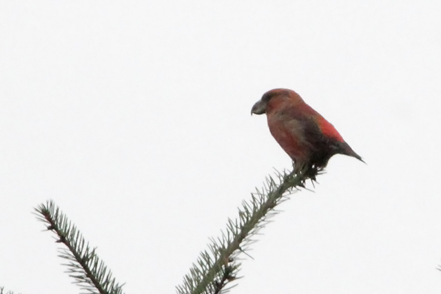 20131020 Grote kruisbek m Drents Friese wold