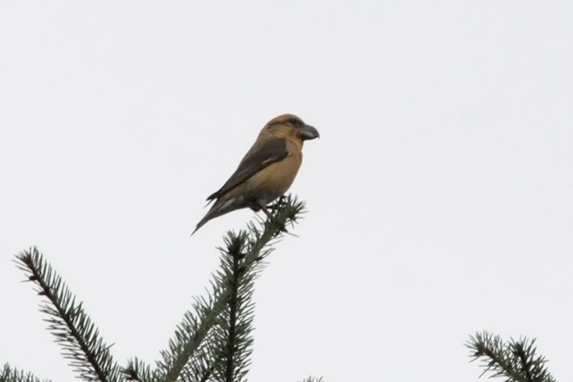 20131020 Grote kruisbek v Drents Friese wold