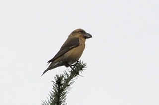 20 oktober 2013, Grote kruisbek v, Drents-Friese wold_klein