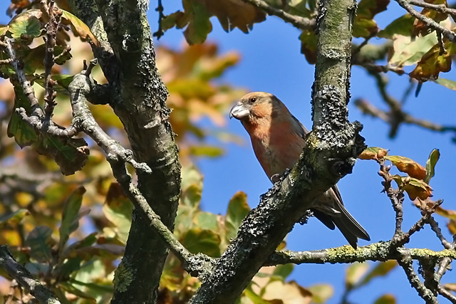 15 oktober 2017, Grote Kruisbek man, Texel