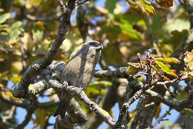 15 oktober 2017, Grote Kruisbek vrouw, Texel