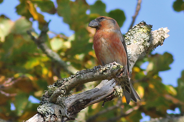 15 oktober 2017, Grote Kruisbek, Texel