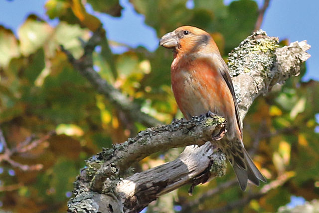 15 oktober 2017, Grote Kruisbek, Texel_2