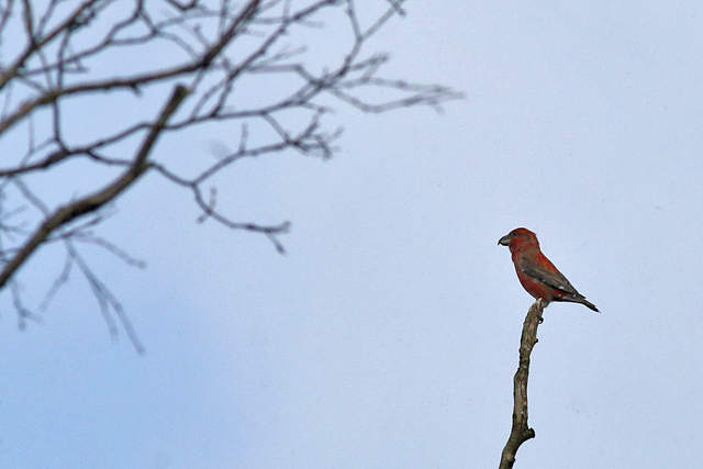 20180227 Grote Kruisbek man2 Drents Friese Wold Hoekenbrink