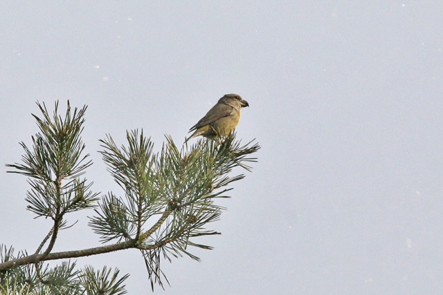 27 februari 2018, Grote Kruisbek vrouw2, Drents Friese Wold Hoekenbrink