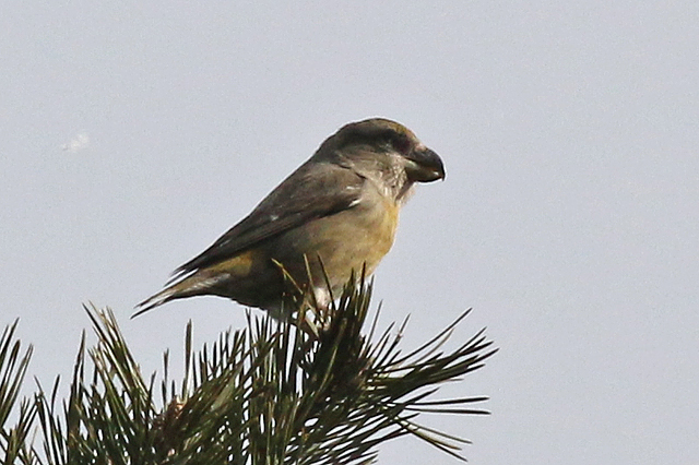 20180227 Grote Kruisbek vrouw Drents Friese Wold Hoekenbrink