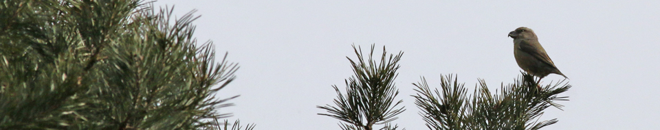 27 februari 2018, Grote Kruisbek vrouw, Drents Friese Wold Hoekenbrink_header