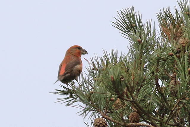 22 januari 2023, Grote Kruisbek, Drents-Friese Wold - Ganzenpoel_02