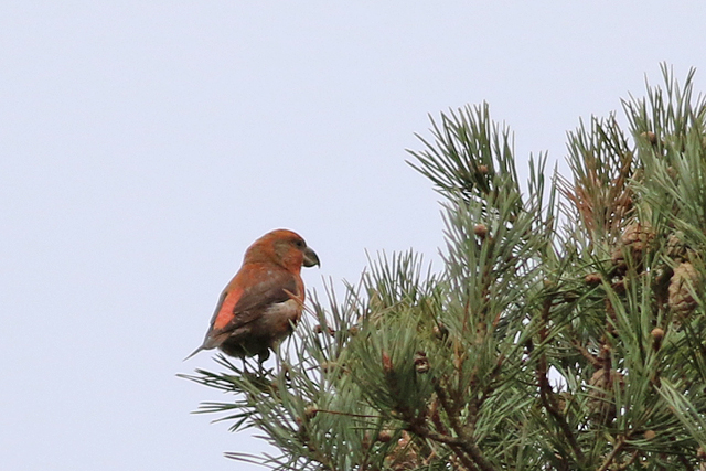 22 januari 2023, Grote Kruisbek, Drents-Friese Wold - Ganzenpoel_04
