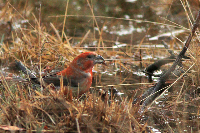 2 februari 2024, Grote Kruisbek-Man, Wateren