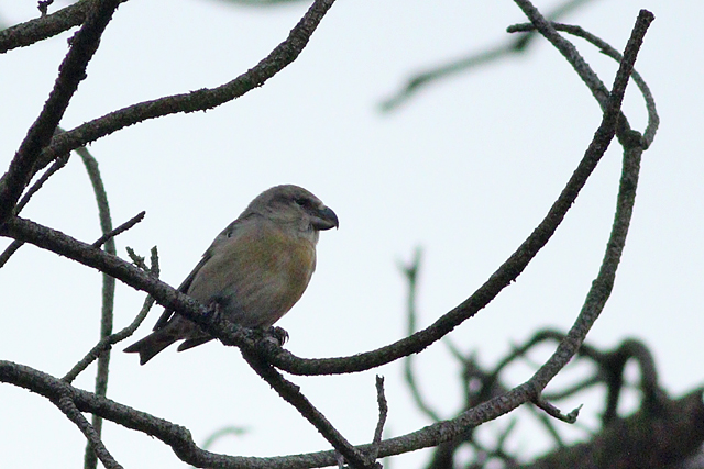 2 februari 2024, Grote Kruisbek-Vrouw, Wateren
