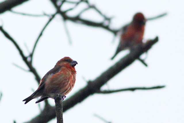 2 februari 2024, Grote Kruisbek, 01_Wateren