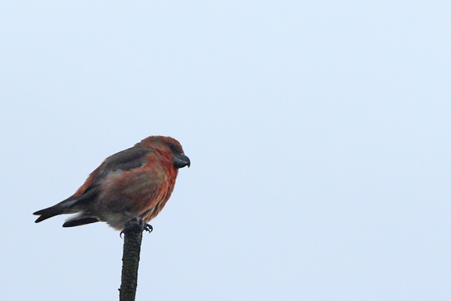 2 februari 2024, Grote Kruisbek, 02_Wateren