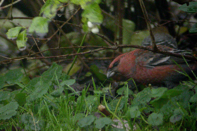 17 november 2004, Haakbek, Man_2_Groningen