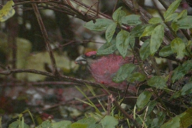 17 november 2004, Haakbek, Man_3_Groningen