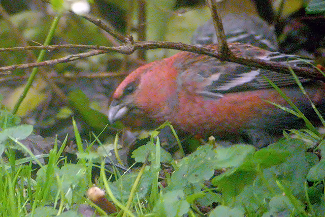 17 november 2004, Haakbek, Man_Groningen