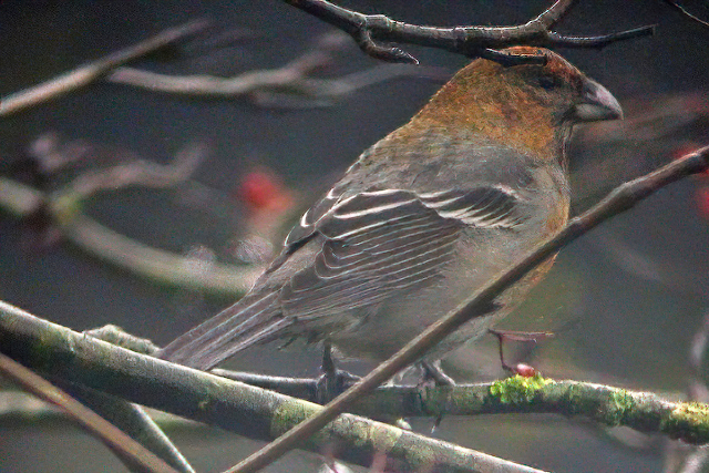 17 november 2004, Haakbek, Vrouw_2_Groningen