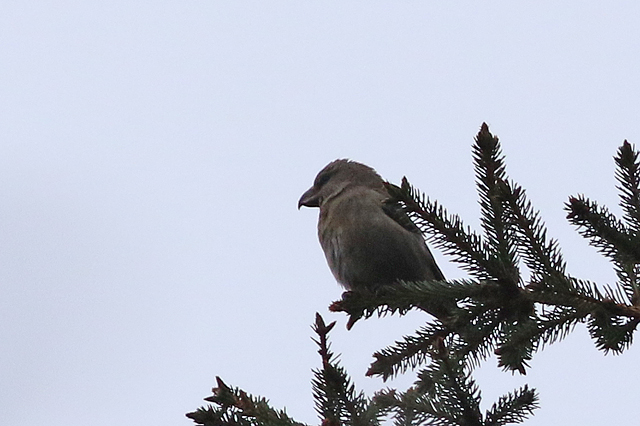 22 januari 2023, Kruisbek, Drents-Friese Wold - Ganzenpoel