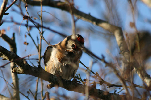 2 januari 2008, Putter, Fochteloerveen