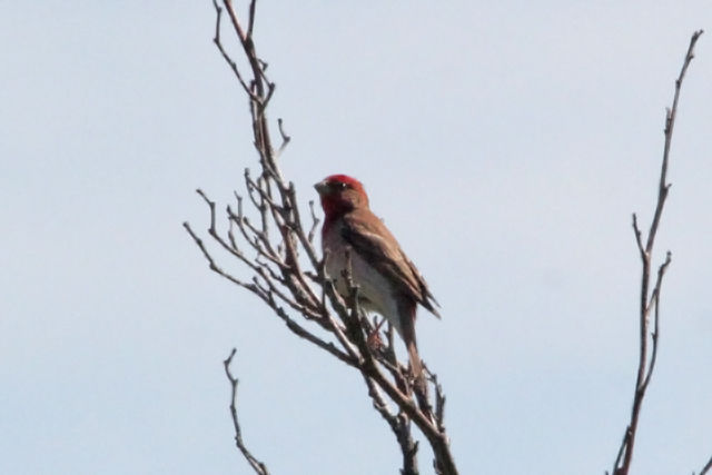 16 juni 2012, Roodmus, Texel2