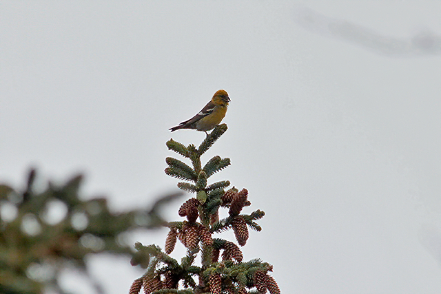 1 mei 2012, Witbandkruisbek, Terschelling