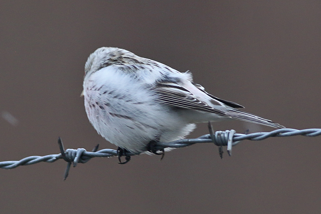 4 februari 2018, Witstuitbarmsijs, 02_Arnhem