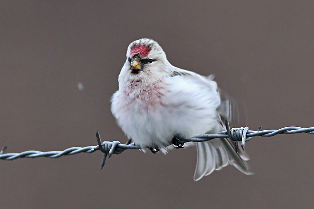 4 februari 2018, Witstuitbarmsijs, 03_Arnhem