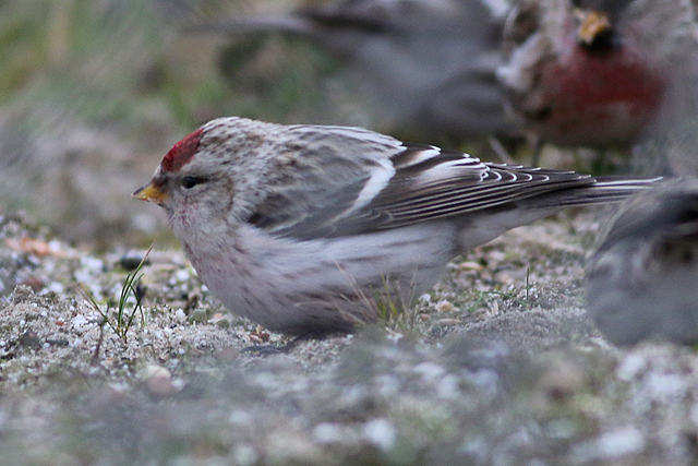 4 februari 2018, Witstuitbarmsijs, 04_Arnhem