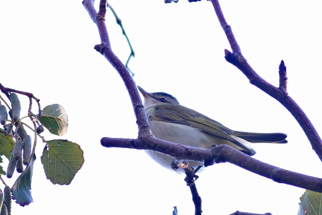 20181028 Roodoogvireo Texel 02