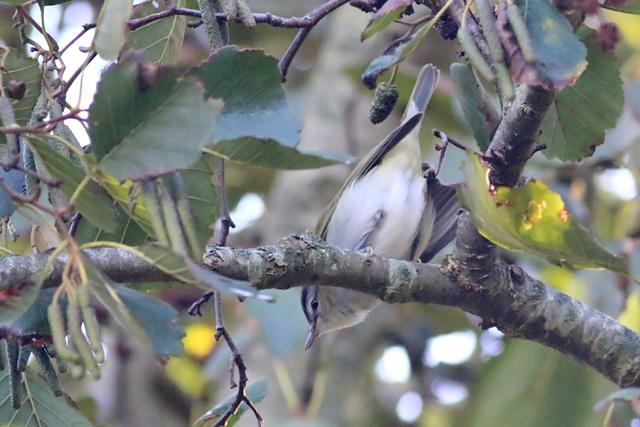 20181028 Roodoogvireo Texel 03