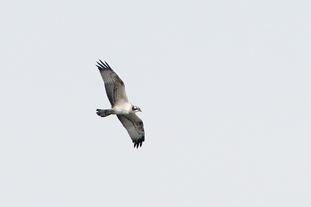 24 augustus 2013, Visarend, lauwersmeer