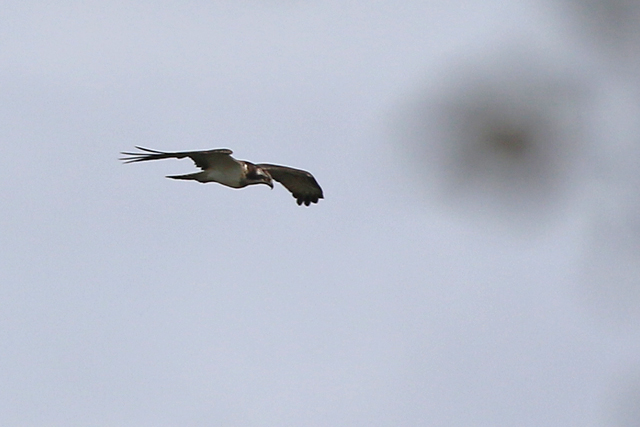1 oktober 2021, Visarend, Lauwersoog