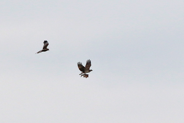 29 april 2022, Visarend, Lauwersmeer (2)