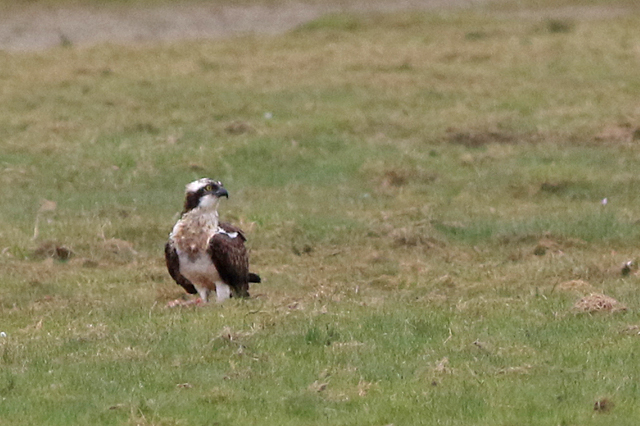 29 april 2022, Visarend, Lauwersmeer (3)
