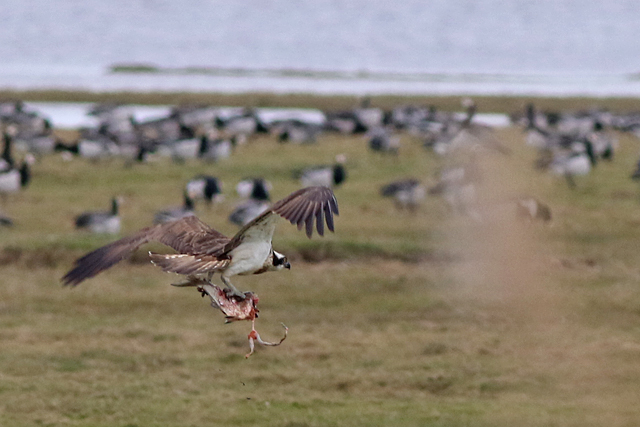 29 april 2022, Visarend, Lauwersmeer