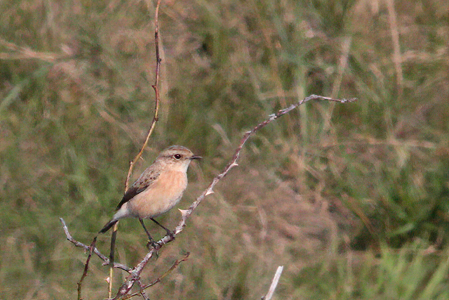 10 oktober 2010, Aziatische Roodborsttapuit, Texel