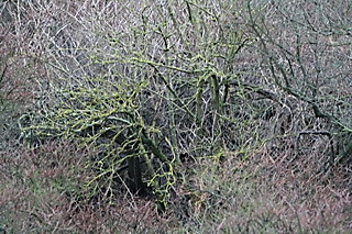 7 januari 2007, Blauwstaart, 01