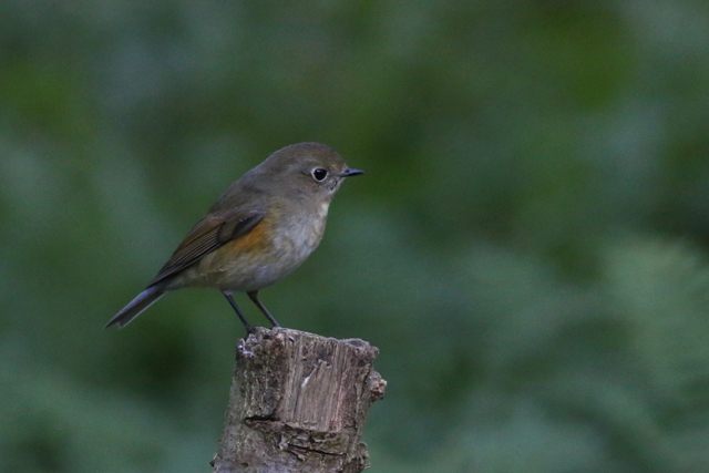 16 oktober 2016, Blauwstaart, Texel
