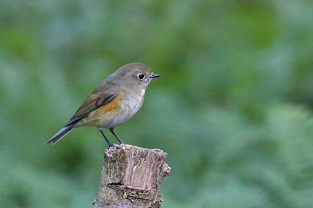 16 oktober 2016, Blauwstaart, Texel_01